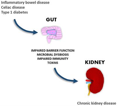 The Gut-Kidney Axis: Putative Interconnections Between Gastrointestinal and Renal Disorders